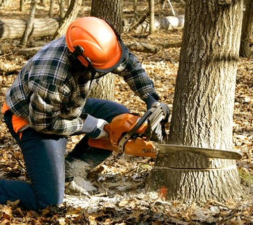Tree Removal in Scranton, KS